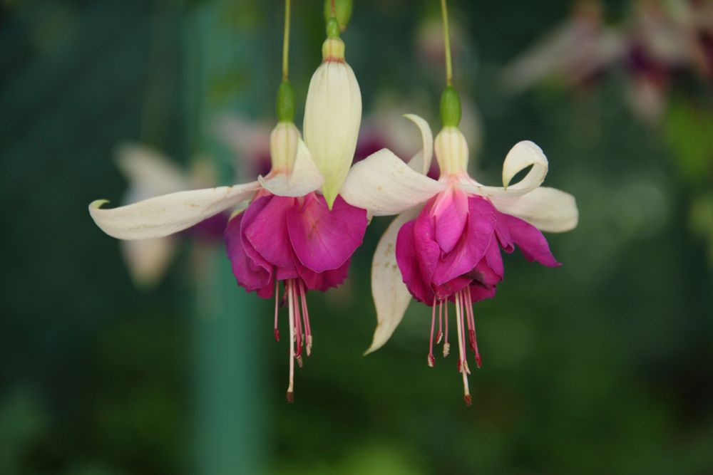 Pair of vivid pink and white fuschias hanging against a green leafy background 