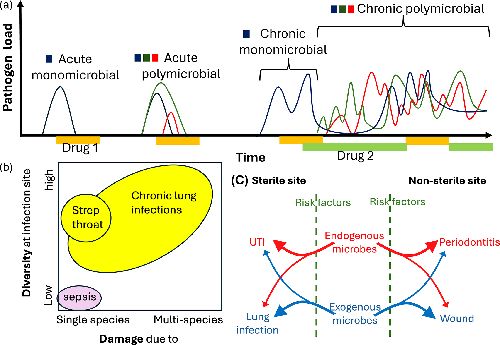 Fig. 1.
Acute versus chronic and mono- versus polymicrobial infections. (a) Acute infections resolve relatively quickly, with or without drug interventions. Infections that do not resolve over time with treatment become chronic infections. A chronic polymicrobial infection may develop from either an initially monospecies infection that accumulates more species over time or from an initially polymicrobial infection that fails to resolve despite treatment. (b) Polymicrobial infections (yellow) can result from the presence of multiple damage-causing pathogen species and/or the presence of multiple species at an infection site. (c) Chronic polymicrobial infections can exist in previously sterile sites or in non-sterile sites and can be seeded from endogenous microbiota or exogenous species. Various risk factors such as immunocompromise, increased age and other underlying health conditions predispose individuals to developing these chronic polymicrobial infections.