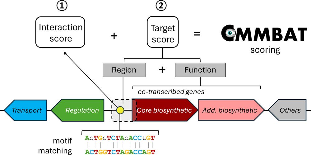 COMMBAT integrates motif-based interaction and context/function-based target scores, generating a biologically relevant composite score for transcription factor binding sites.