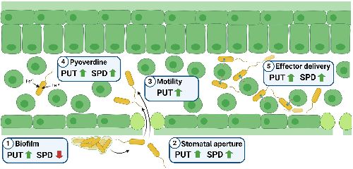 Fig. 8.
Scheme showing the potential influence of putrescine and spermidine biosynthesis on pathogenesis-related bacterial traits. (1) Biofilm production, important to resist harsh conditions found at the plant surface, seems to rely on an increase in putrescine production, whereas spermidine synthesis exerts a negative effect. However, both polyamines appear to have a significant positive influence on the capability of Pto to control (2) stomata aperture, (4) the production of pyoverdine and, therefore, the acquisition of iron and (5) the translocation of effectors into the host cell. (3) However, swimming motility seems to depend primarily on putrescine synthesis.