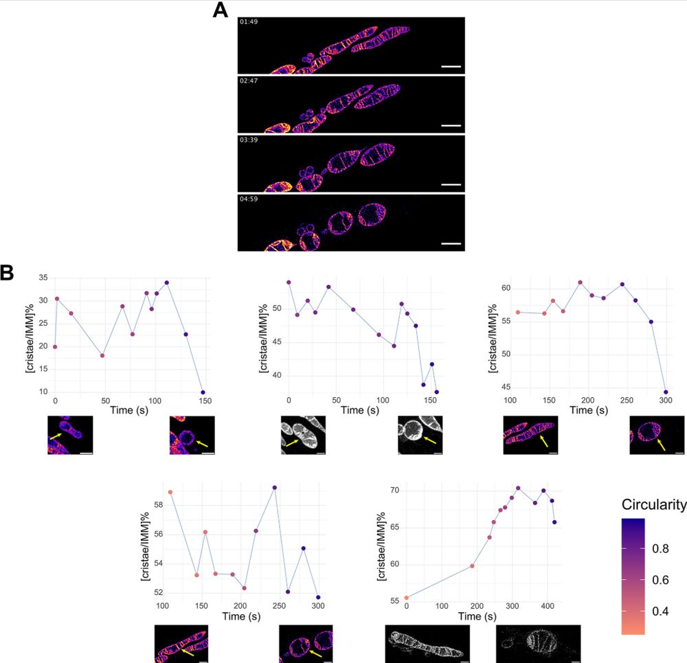 Figure showing time-resolved analysis of cristae extent during mitochondrial shape transition.