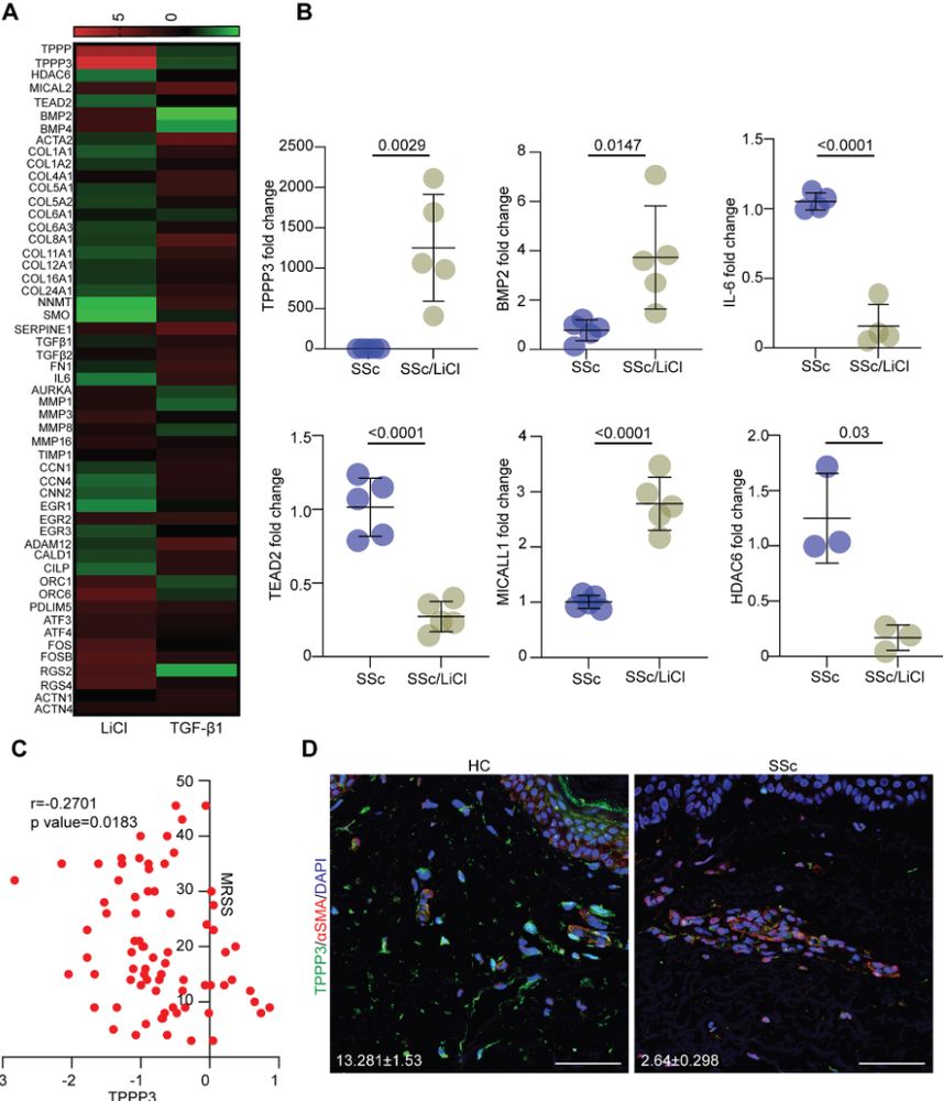 Figure showing the opposing responses elicited by TGF-β1 and LiCl in SSc skin fibroblasts. 