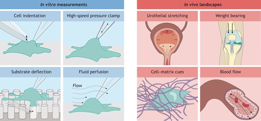 Examples of in vitro measurements (left panel) and the in vivo mechanical landscapes where tissues and cells experience complex compound forces (right panel). In vitro experimental techniques can provide detailed information about specific properties of mechanosensitive ion channels. However, an experimental gap remains in understanding how channels are activated and the consequences of their function in complex in vivo settings.