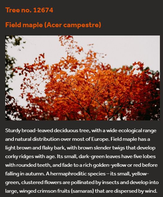 Tree no. 12674
Field maple (Acer campestre)

Sturdy broad-leaved deciduous tree, with a wide ecological range and natural distribution over most of Europe. Field maple has a light brown and flaky bark, with brown slender twigs that develop corky ridges with age. Its small, dark-green leaves have five lobes with rounded teeth, and fade to a rich golden-yellow or red before falling in autumn. A hermaphroditic species – its small, yellow-green, clustered flowers are pollinated by insects and develop into large, winged crimson fruits (samaras) that are dispersed by wind.