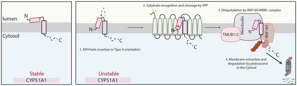 Proposed model of CYP51A1 recognition by SPP. In cells, the lanosterol demethylase CYP51A1 can exist in two distinct conformations, with only one conformation being recognized for membrane protein quality control. The early recognition event by SPP consists of an N-terminal cleavage within the AH of the substrate. This generates a truncated version of CYP51A1 that is subsequently recognized by the RNF185–MBRL E3 ubiquitin ligase complex, extracted from the ER membrane and degraded by the cytosolic proteasomes. APH, amphipathic helix.