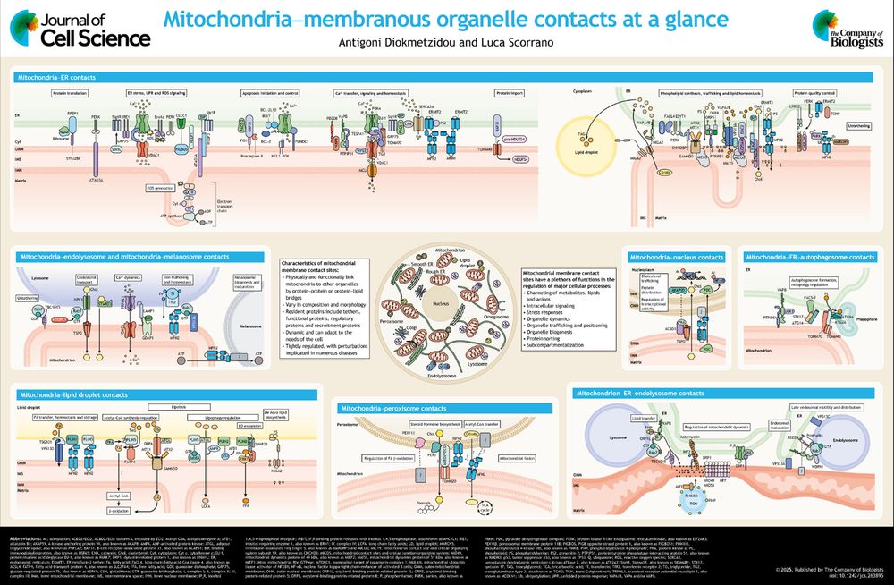 JCS poster ‘Mitochondria–membranous organelle contacts at a glance’ 
Antigoni Diokmetzidou, Luca Scorrano
