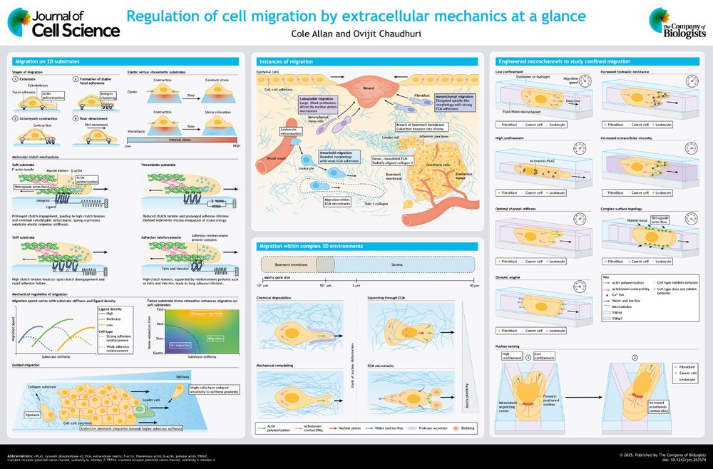 JCS poster on regulation of cell migration by extracellular matrix mechanics at a glance
Cole Allan, Ovijit Chaudhuri
