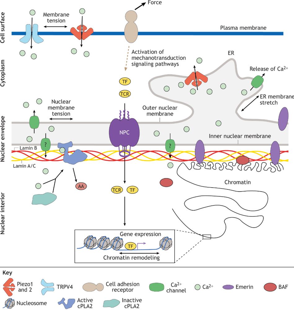 Cartoon showing key mechanotransduction signalling pathways to the nucleus. Mechanosensitive ion channels at the plasma and nuclear membranes allow Ca2+ entry into the cytoplasm and nucleus, activating downstream signalling pathways. NE stretching opens NPCs, facilitating entry of transcription factors (TF) and transcriptional coregulators (TCR) that alter gene expression. Additionally, NE stretching activates Ca2+ channels in the ER, promoting Ca2+ entry into the nucleus. Stretch-induced activation of cytosolic phospholipase A2 (cPLA2) further drives the arachidonic acid (AA) pathway, leading to gene expression changes.