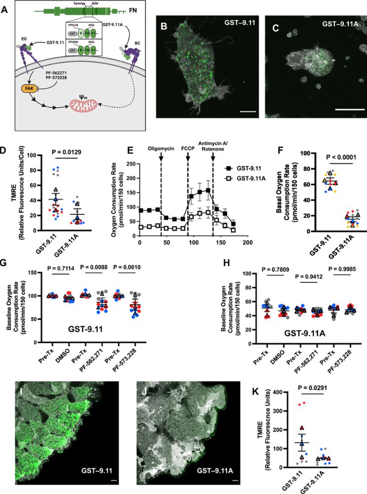 Figure showing that MMP in mesendoderm cells is dependent on integrin activation state and signalling.