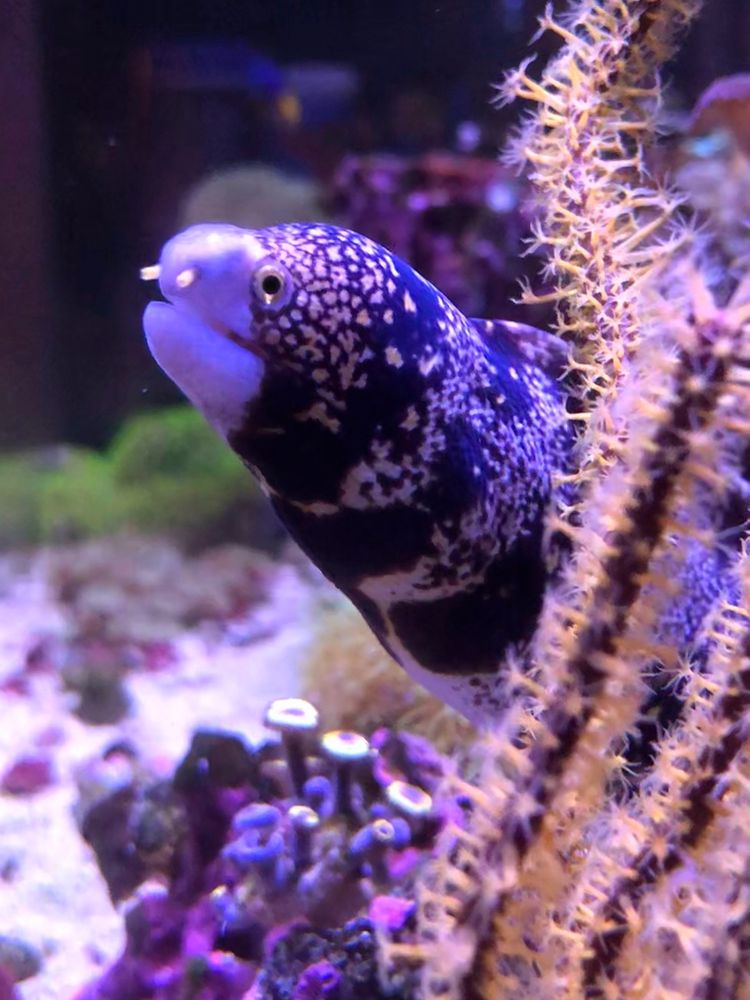 Ian Ganley's pet snowflake moray eel, Eel Armstrong