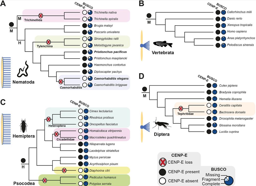 
Phylogenetic profile of CENP-E across holocentric and monocentric taxa. (A–D) CENP-E conservation in (A) the phylum Nematoda, (B) the phylum Vertebrata, (C) the insect order Hemiptera and (D) the insect order Diptera. Lineages with an inferred CENP-E loss are highlighted with a coloured box. Holocentric lineages are indicated with ‘H’ and monocentric lineages with ‘M’, as well as with a graphic depiction of holocentric and monocentric chromosomes.


