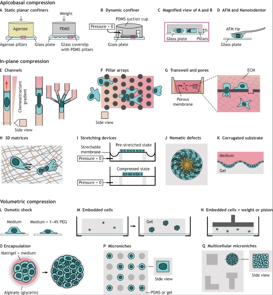 Cartoon of techniques to apply one-dimensional, in-plane or volumetric cell compression in vitro.


