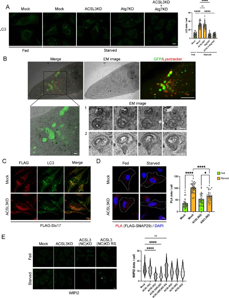 Figure showing that LC3-positive structures formed in the absence of ACSL3 are not functional autophagosomes.