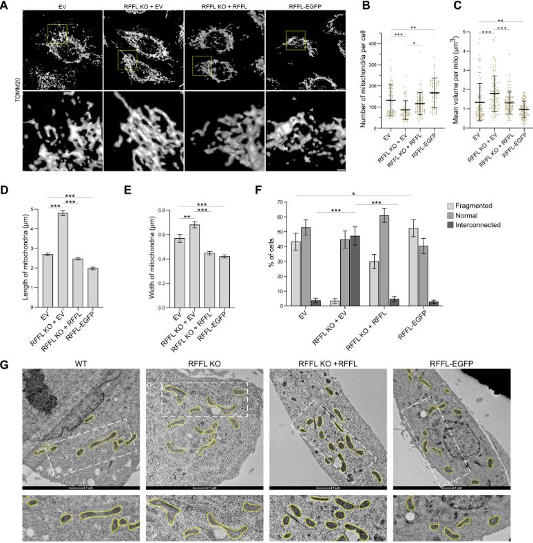 Figure showing that RFFL controls mitochondrial morphology.