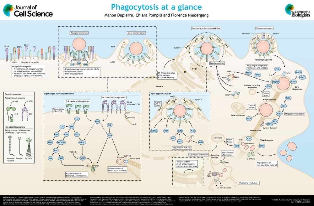 JCS poster - Phagocytosis at a glance 
