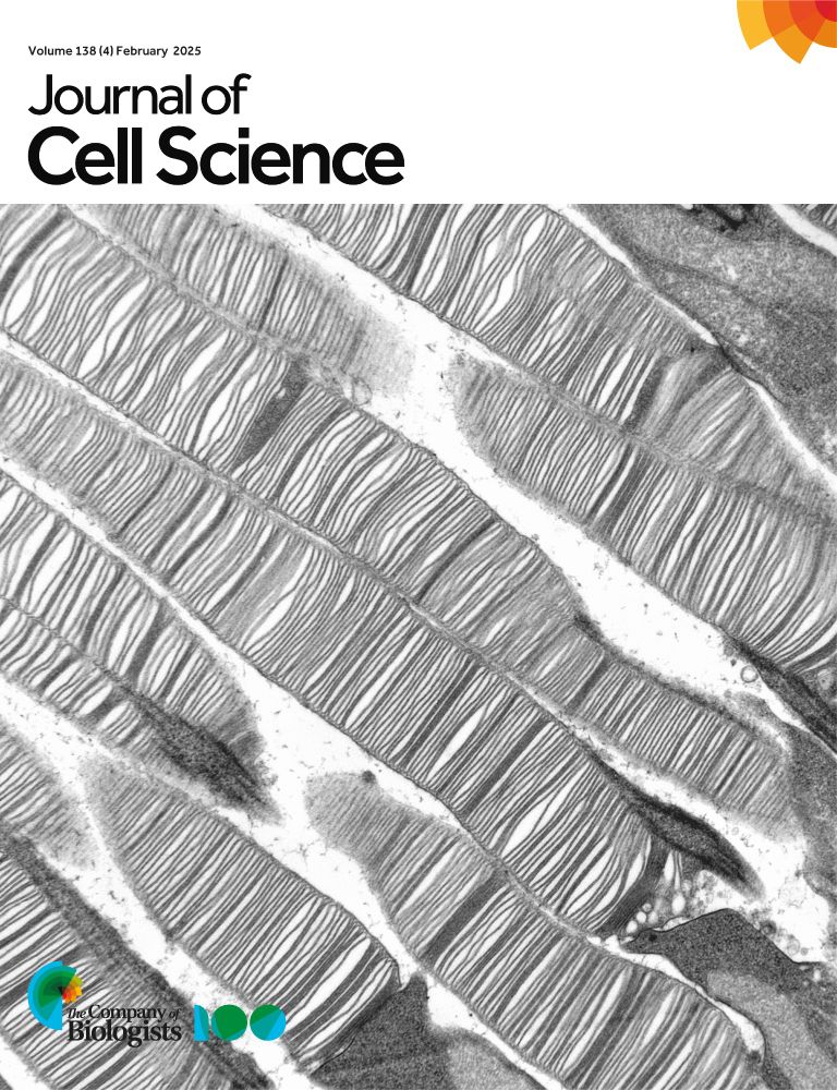 Journal of Cell Science cover featuring a transmission electron micrograph of the stacked membranous discs which form the outer segments of photoreceptor cells. 