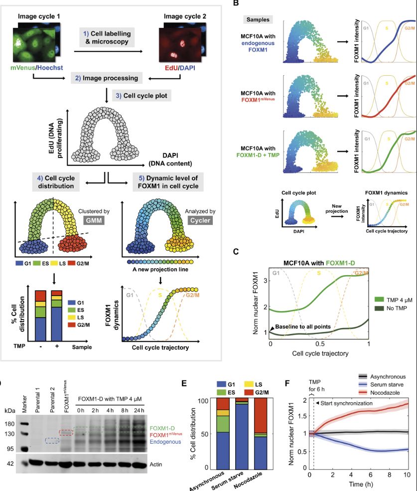 Schematic of the quantitative image-based analysis of cell cycle distribution and FOXM1 dynamics.
