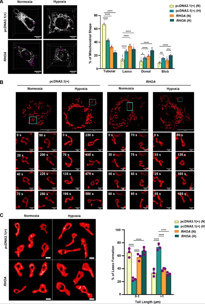 Figure showing that increased RHOA level in GECs promotes lasso formation.