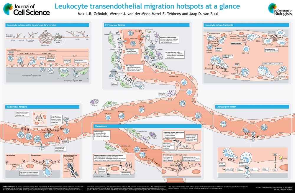 JCS poster on Leukocyte transendothelial migration hotspots at a glance 