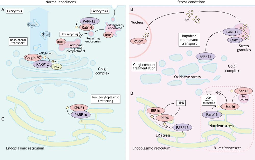 MARylating PARPs in protein trafficking and cellular stress responses. MARylating PARPs adapt their functions to restore cellular homeostasis under stress conditions.