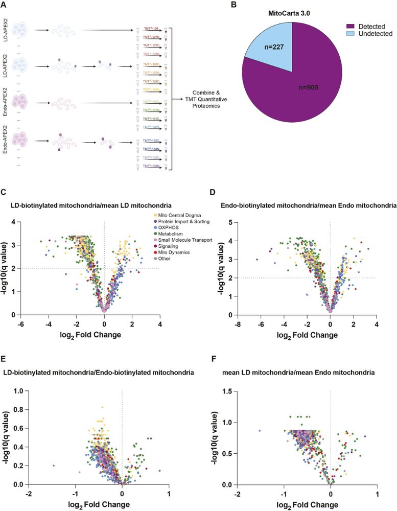 Figure showing that mitochondrial subpopulations proximal to endosomes and lipid droplets have similar proteomes, but both are significantly different from an average mitochondrial proteome.