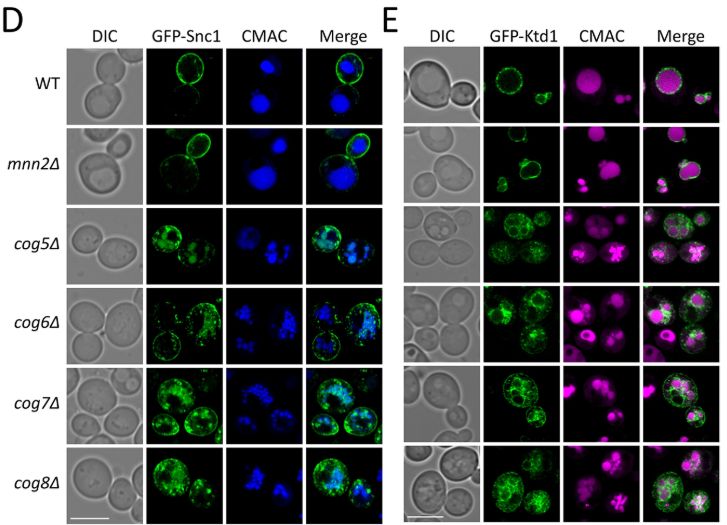 Microscopy images showing that correct localisation of either Ktd1 or Snc1 requires the COG complex.