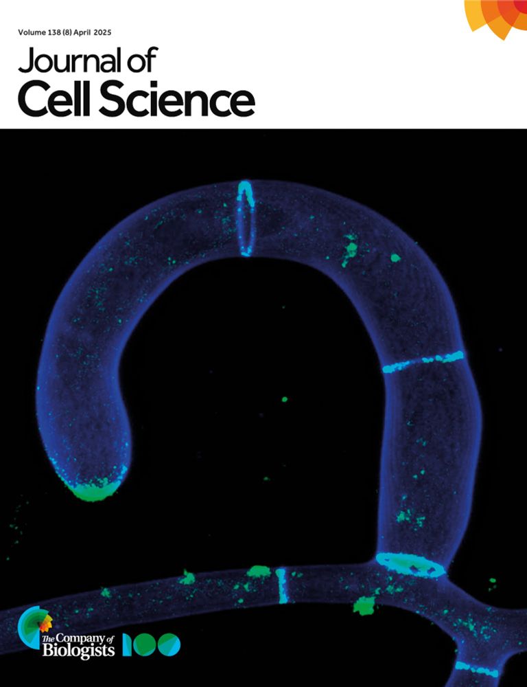 JCS cover showing a fungi trap structure. Ring-like structures at the cellular level are rare in biology. The traps of nematode-trapping fungi are good examples. They are ∼500 µm in diameter and consist of three to four cells. In the case of Arthrobotrys flagrans, the traps are adhesive and attract nematodes like C. elegans. The image shows a forming ring, the tip of which will soon fuse with the hypha underneath. So-called cell-end marker proteins (in green) help to reorient the growth zone for bending. The blue stain shows the chitin-containing cell walls of the tubular cells.