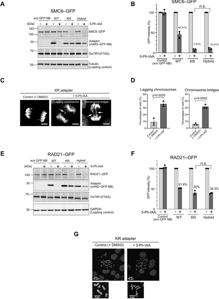 Figure showing that scAb-AID2 with an anti-GFP nanobody adaptor enables degradation of GFP-fused proteins.