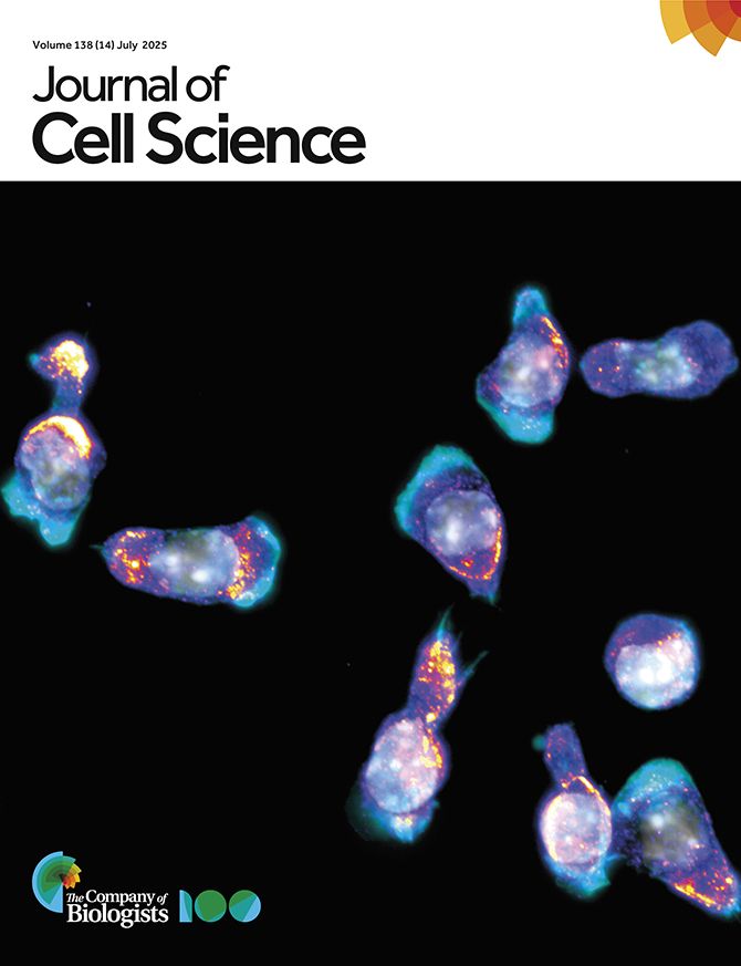 The image shows activated primary T cells migrating on an ICAM-1-coated surface. F-actin (phalloidin staining) is shown in cyan, phosphorylated myosin light chain in a yellow heat map, and the nucleus is in grey (DAPI).
