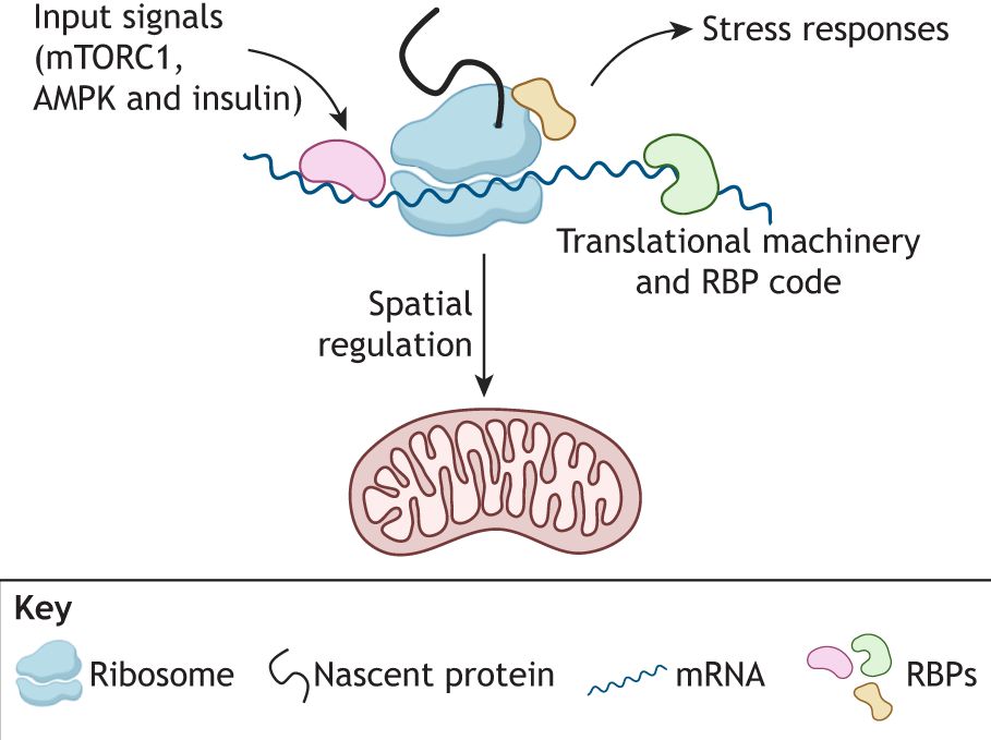 Cell-to-mitochondria communication by regulating the translation of NEM mRNAs. The translation of NEM mRNAs serves as a crucial communication node, integrating incoming signals and output cellular responses. Translation is regulated by binding to RBPs, which respond to incoming cellular signals (e.g. mTORC1, AMPK and insulin) and control translation in both time and space. In turn, ribosomal stress caused by stalled ribosomes transmits information about mitochondrial status and initiates stress responses. Created in BioRender by Rugarli, E., 2025. https://BioRender.com/d27y662. This figure was sublicensed under CC-BY 4.0 terms.