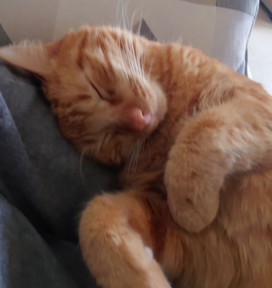 A picture of my cat sleeping on my arm.