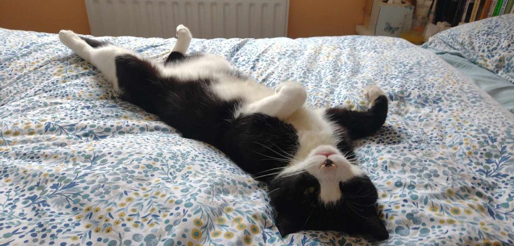 Black and white taxi cat