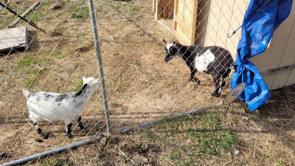 Two goats in a chain-link pen