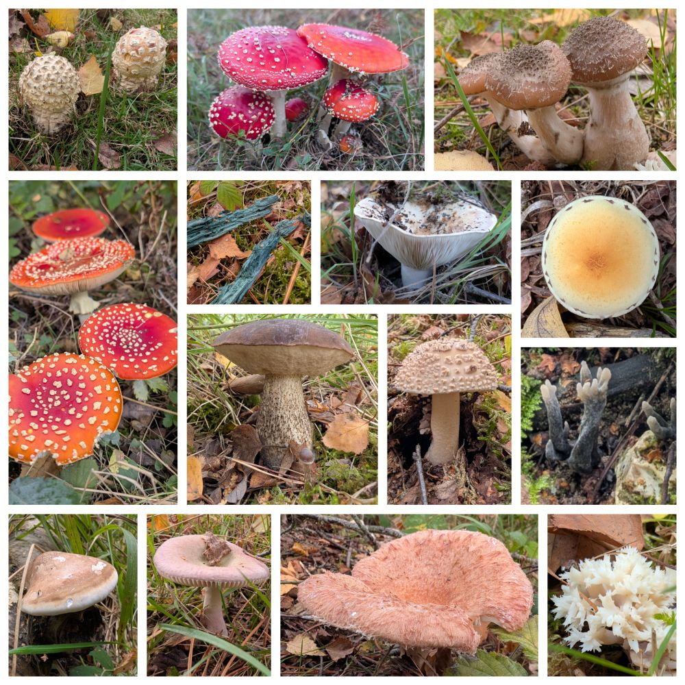 Selection of fungi at Higher Hyde Heath. Incl Fly Algaric, Bulbous Honey Fungus, green stained wood of Green ElfCup, Woolly Milkcap, Sulfur Tuft, Birch Bolete, Blusher, Candlesnuff, Birch Polypore, Brittlegill sp, Crested Coral