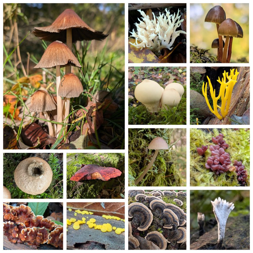 Garston Wood fungi - Glistening Inkcap, Crested Coral, Clustered Bonnet, Stump Puffball, Yellow Stagshorn, Blushing Bracket, Purple Jellydisc, Hairy Curtain Crust, Yellow Disco, Turkeytail and Candlesnuff.