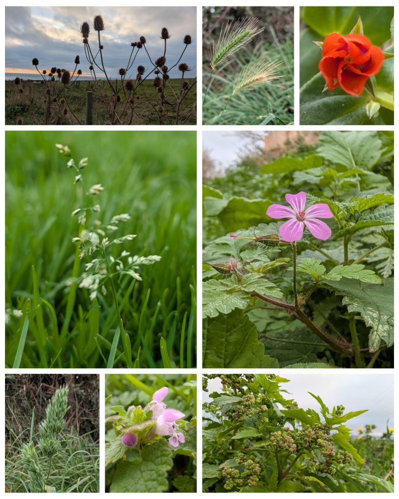 Wall Barley, Cocksfoot, and Annual Meadow Grass.
Plus, Scarlet Pimpernel, Herb Robert, Red Dead-nettle and what I think is Nettle-leabed Goosefoot.
Teasel heads.