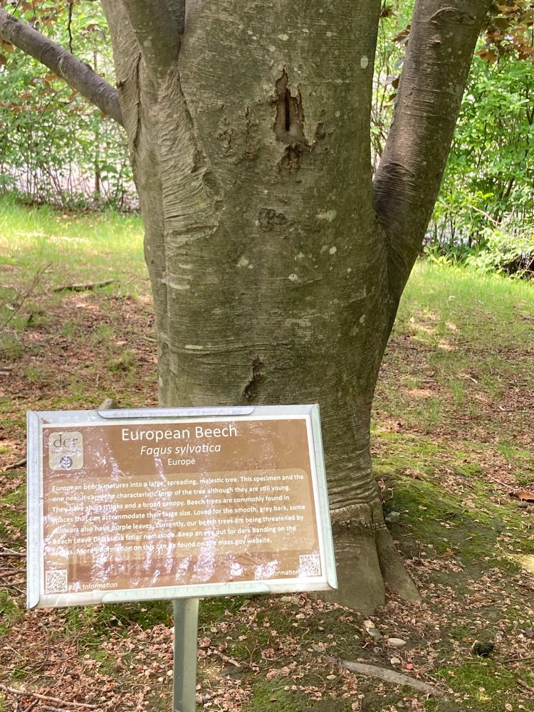 European beech tree with a label card