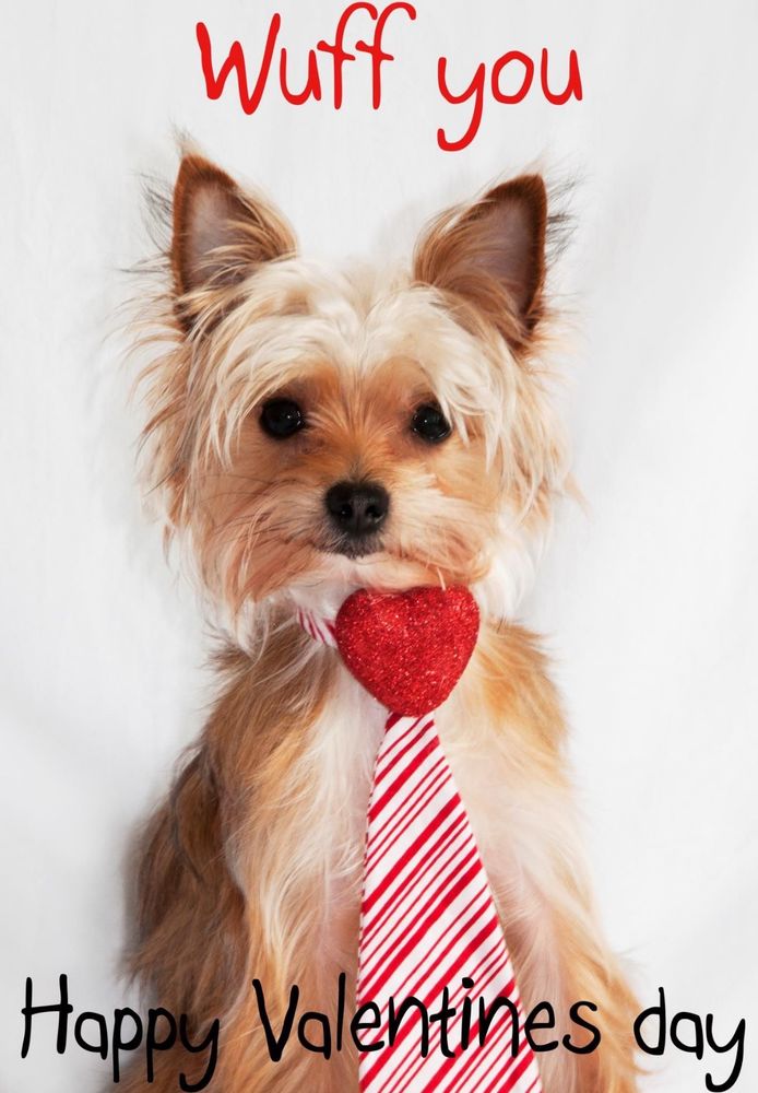 Small cream dog stripped tie with heart. Words say Happy Valentine Day in black 