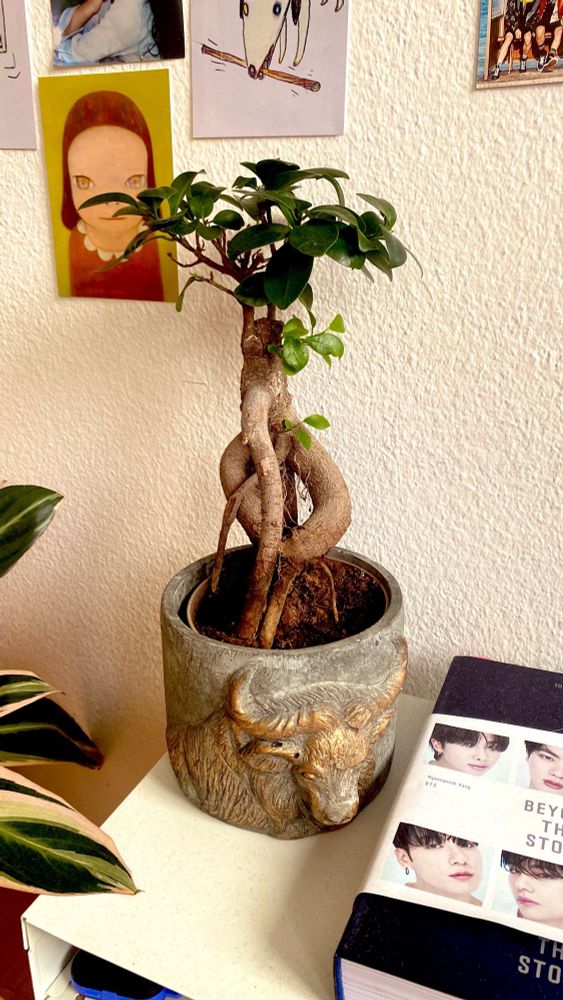 Ficus Bonsai in a pot that has a bull sculpted on it