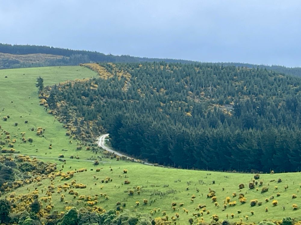 Forest gates in centre left. A steel barrier is visible. This is one edge of Herbert forest in North Otago. 
