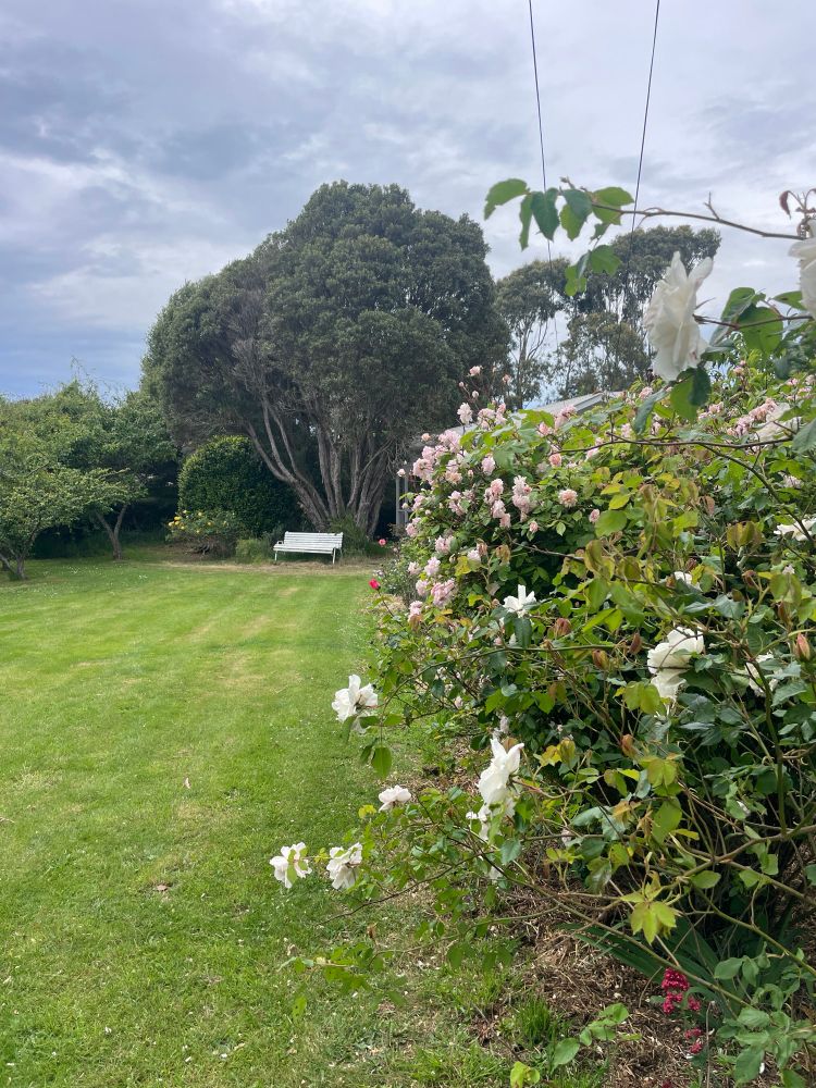 Southern Rata behind the white bench. Looking forward to the red flowers later in the summer. 