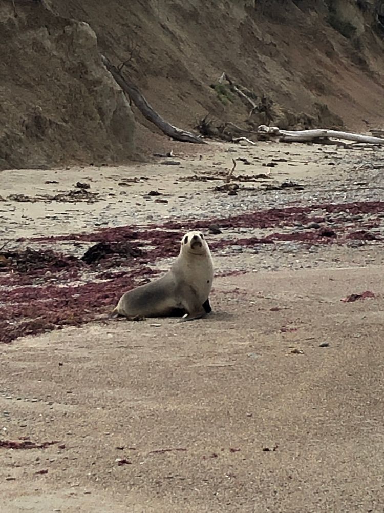 Zoom in to see seal sitting upright on a sandy beach. 