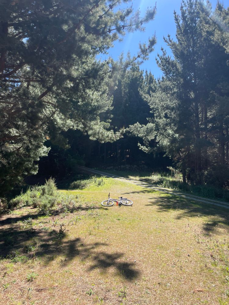 Forest with a patch if sunlight in North Otago