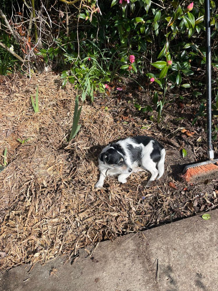 Daisy checking up on the garden work. 
