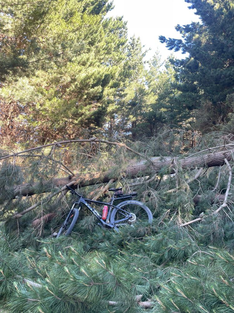 A biggish pine tree a across the trail.