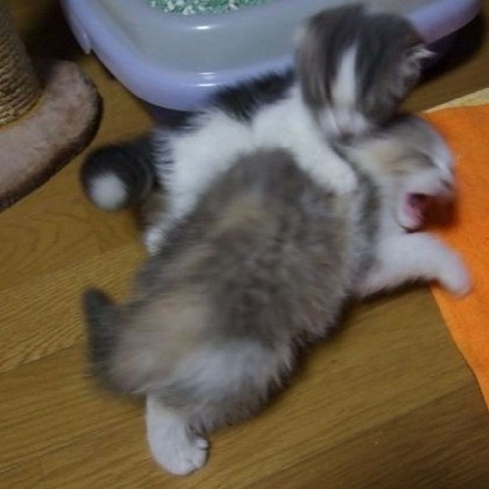 two kittens having a wrestling match. one looks like it is screaming 