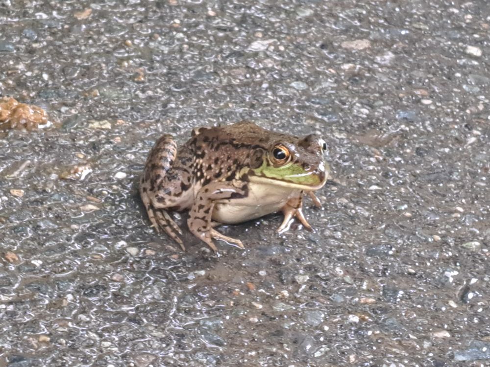 Photo of a green frog sitting on a road