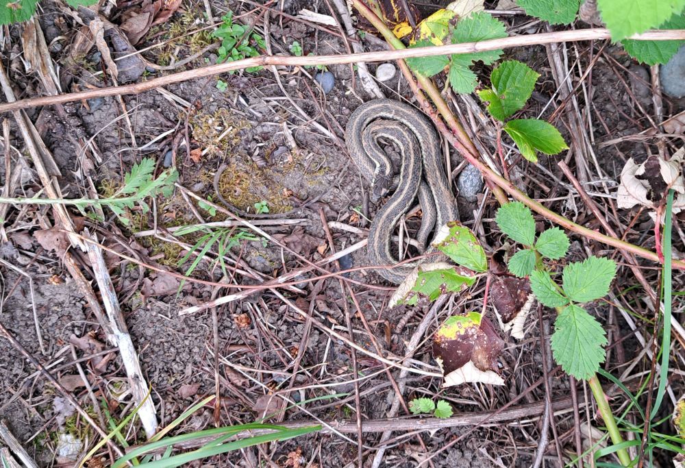 Photo of coiled garter snake that was one of several in a small clear spot on an overgrown trail. 