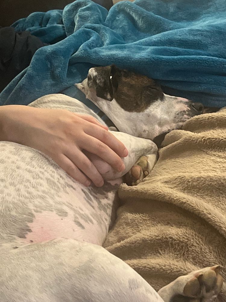 a photograph of my dog balatro sleeping 