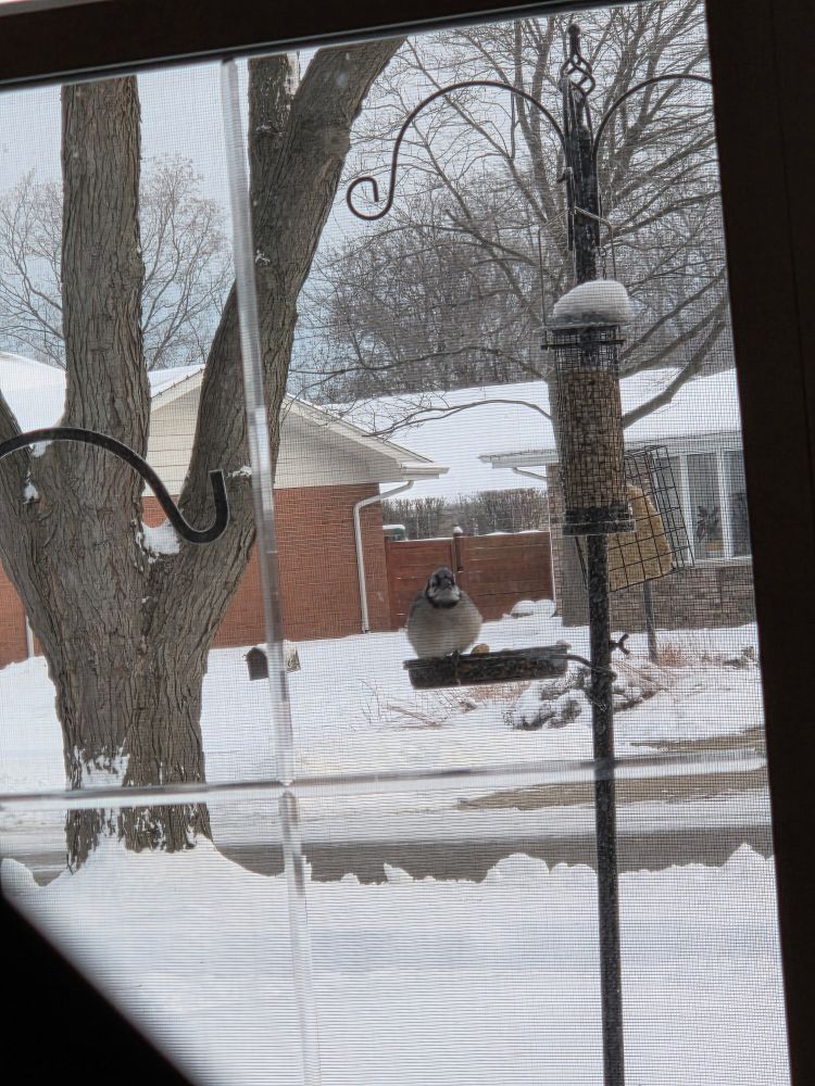 A very round blue jay